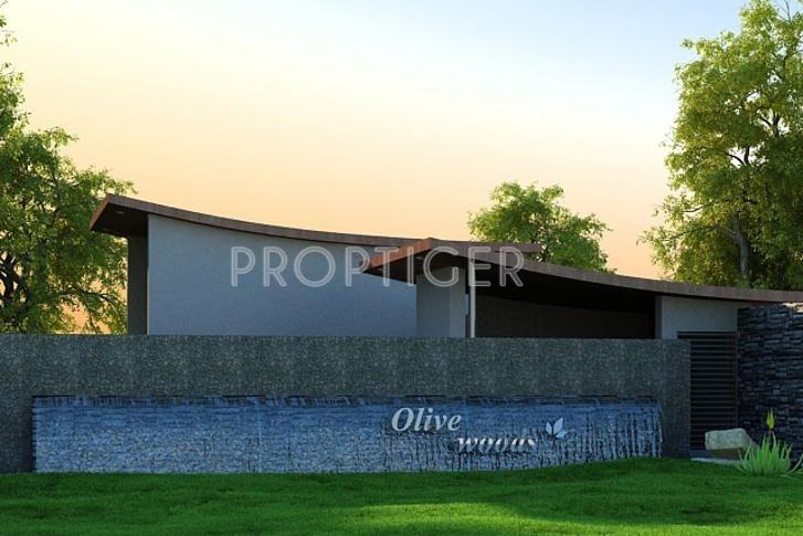  woods Olive Group Olive woods