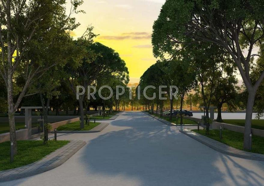  woods Olive Group Olive woods