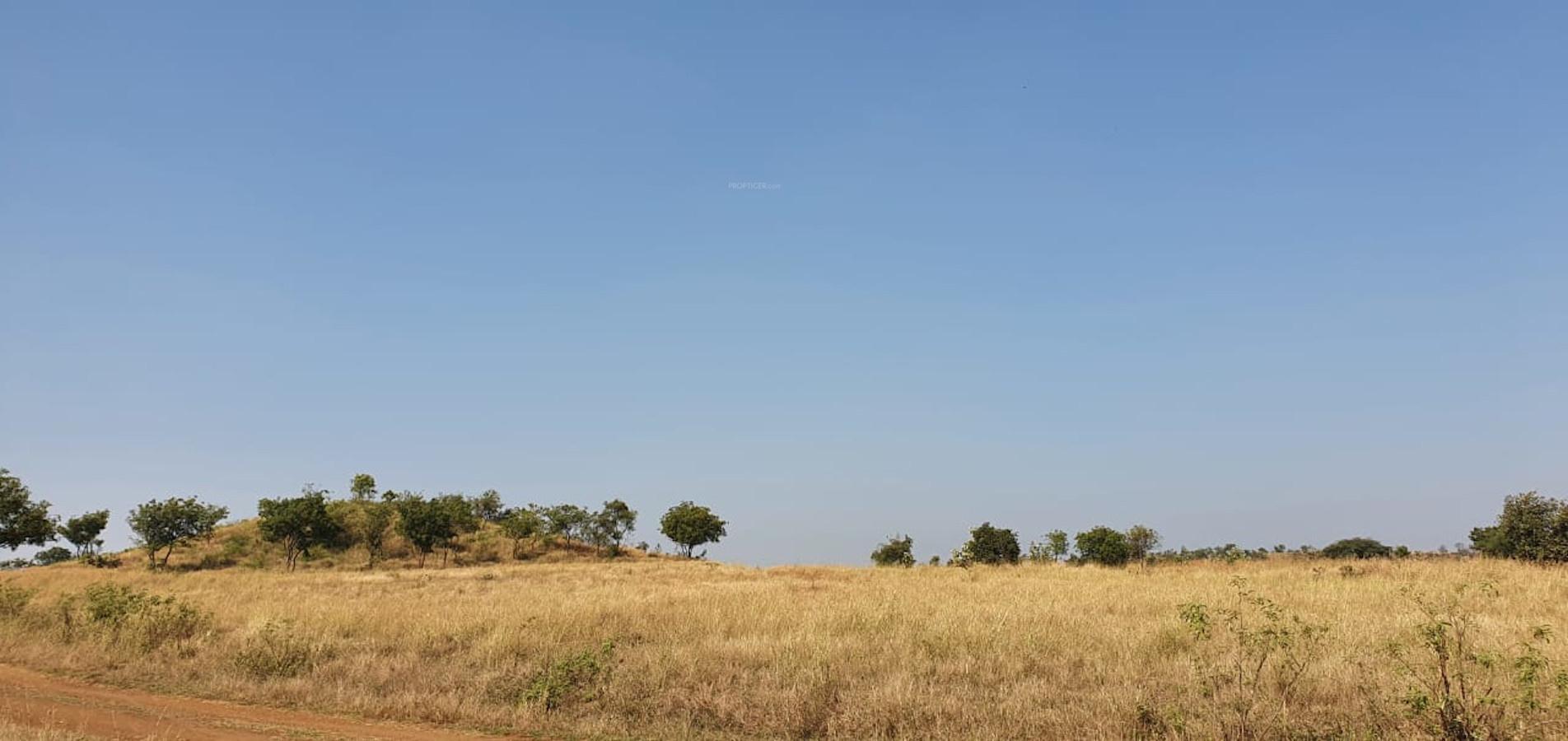  golden-grass Plot