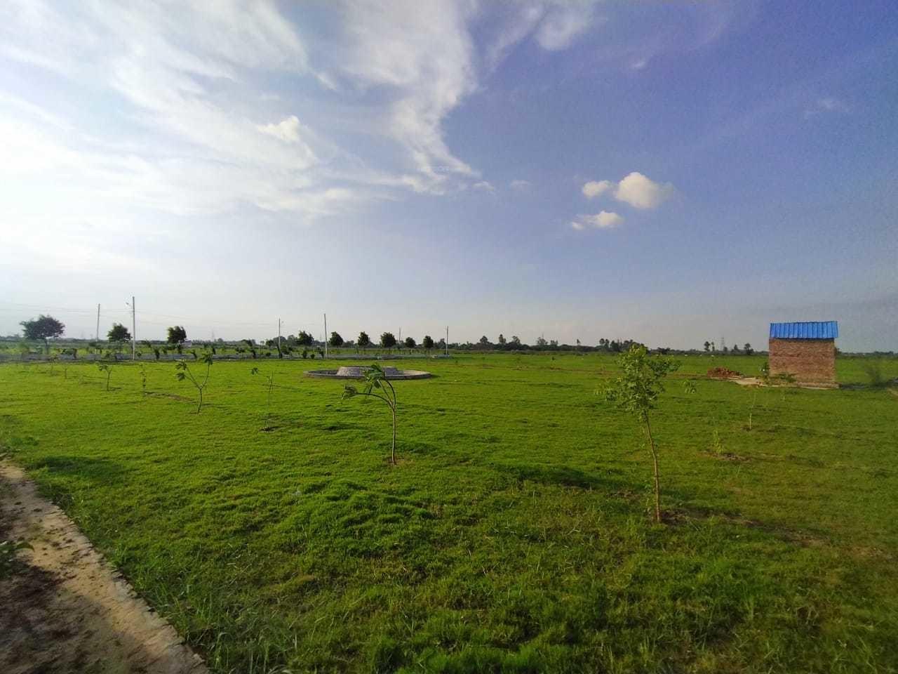 ARSHA GREENS