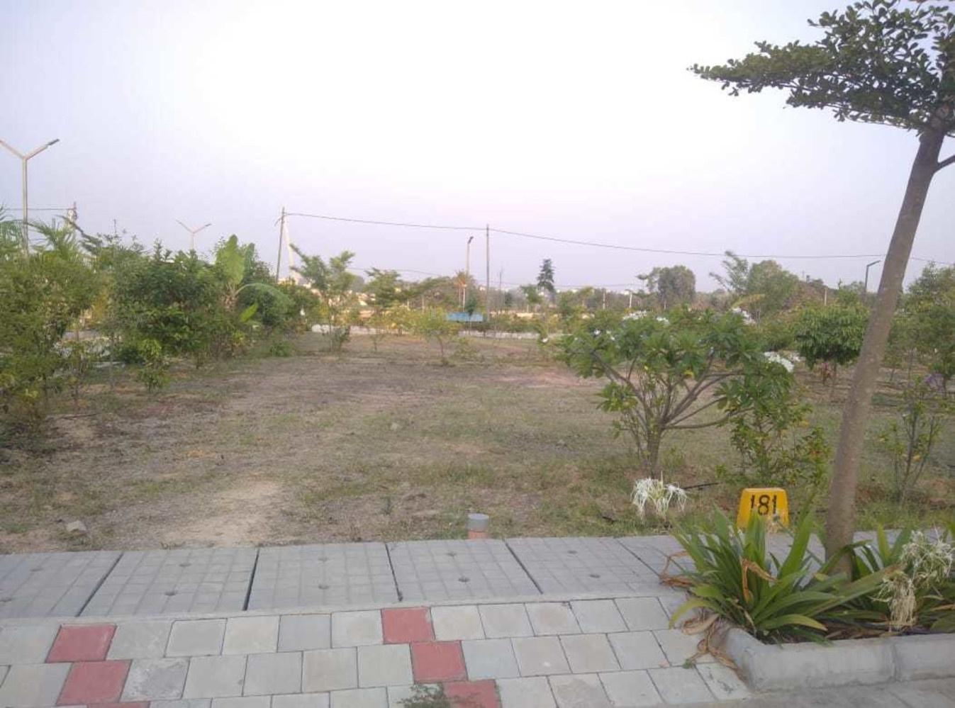 The Urban Forest