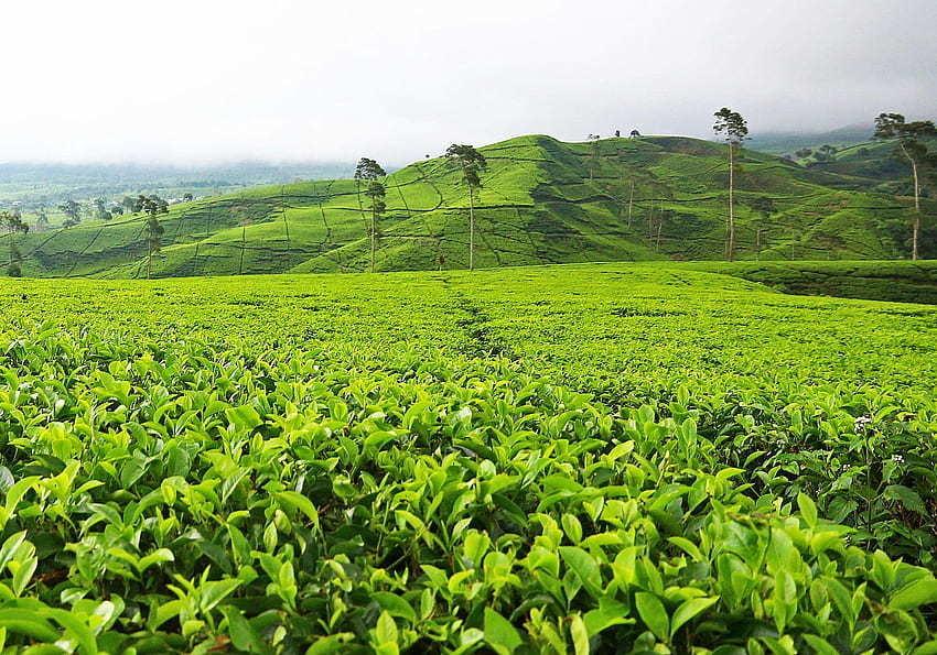  kotagiri-tea-estate Elevation