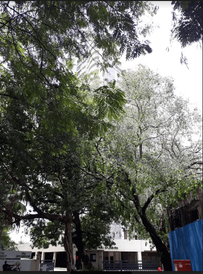  raj-splendour Elevation