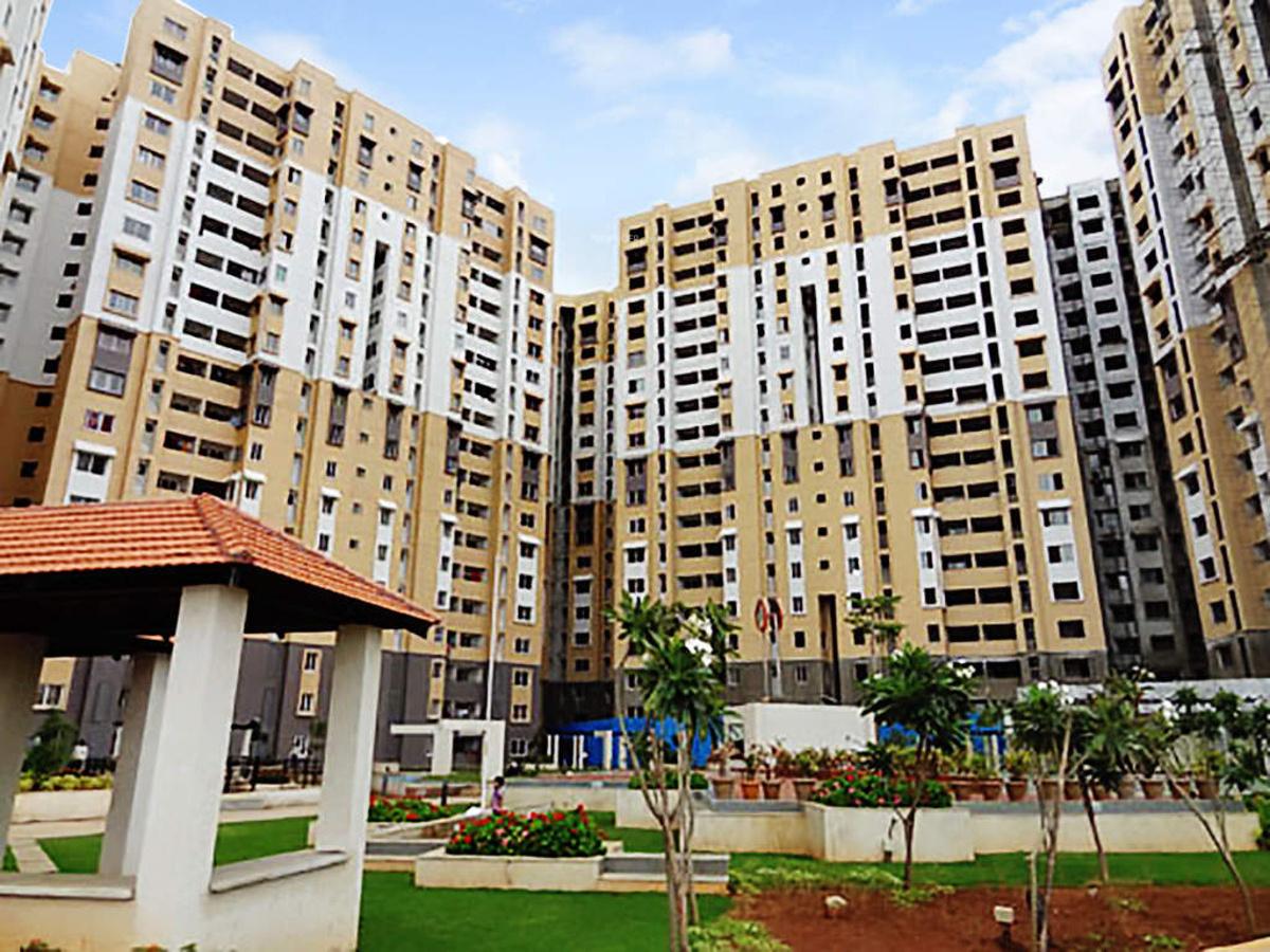 Images for Elevation of Ozone Evergreens