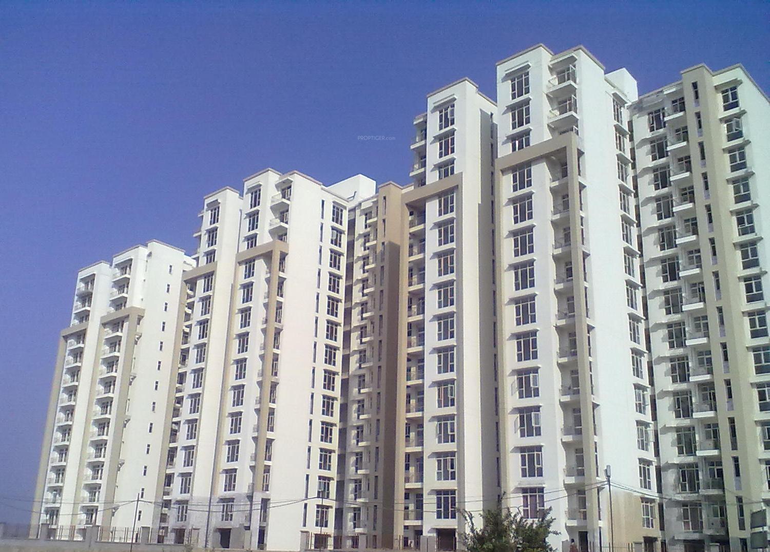 Tulip Grand