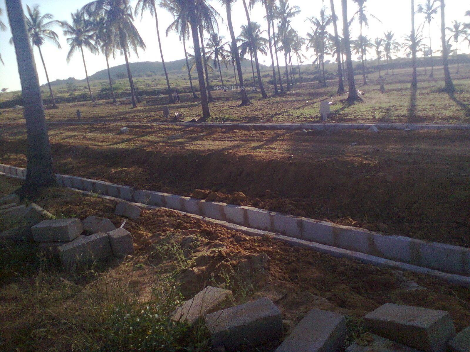 Palm Vielle