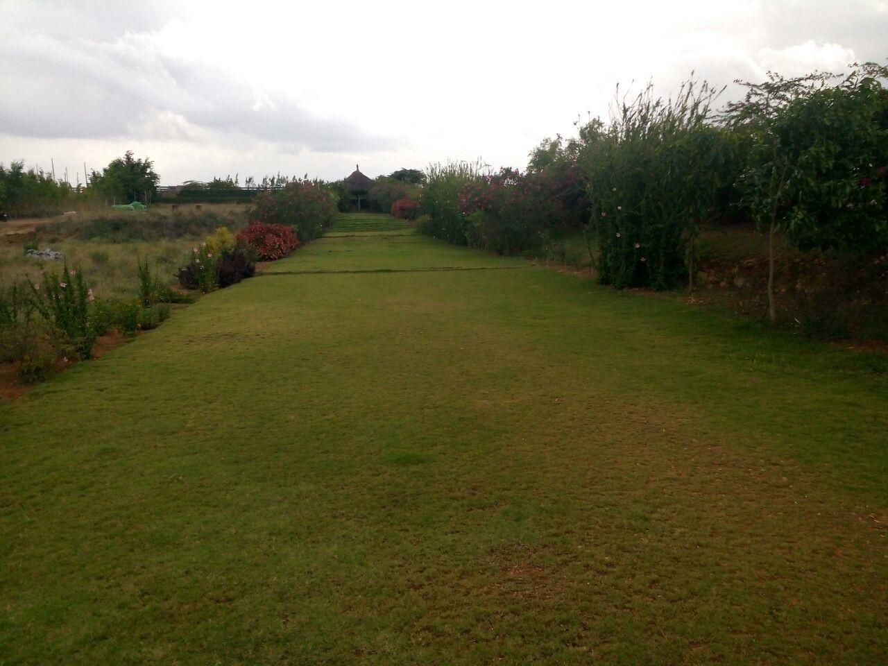  rainseed Elevation