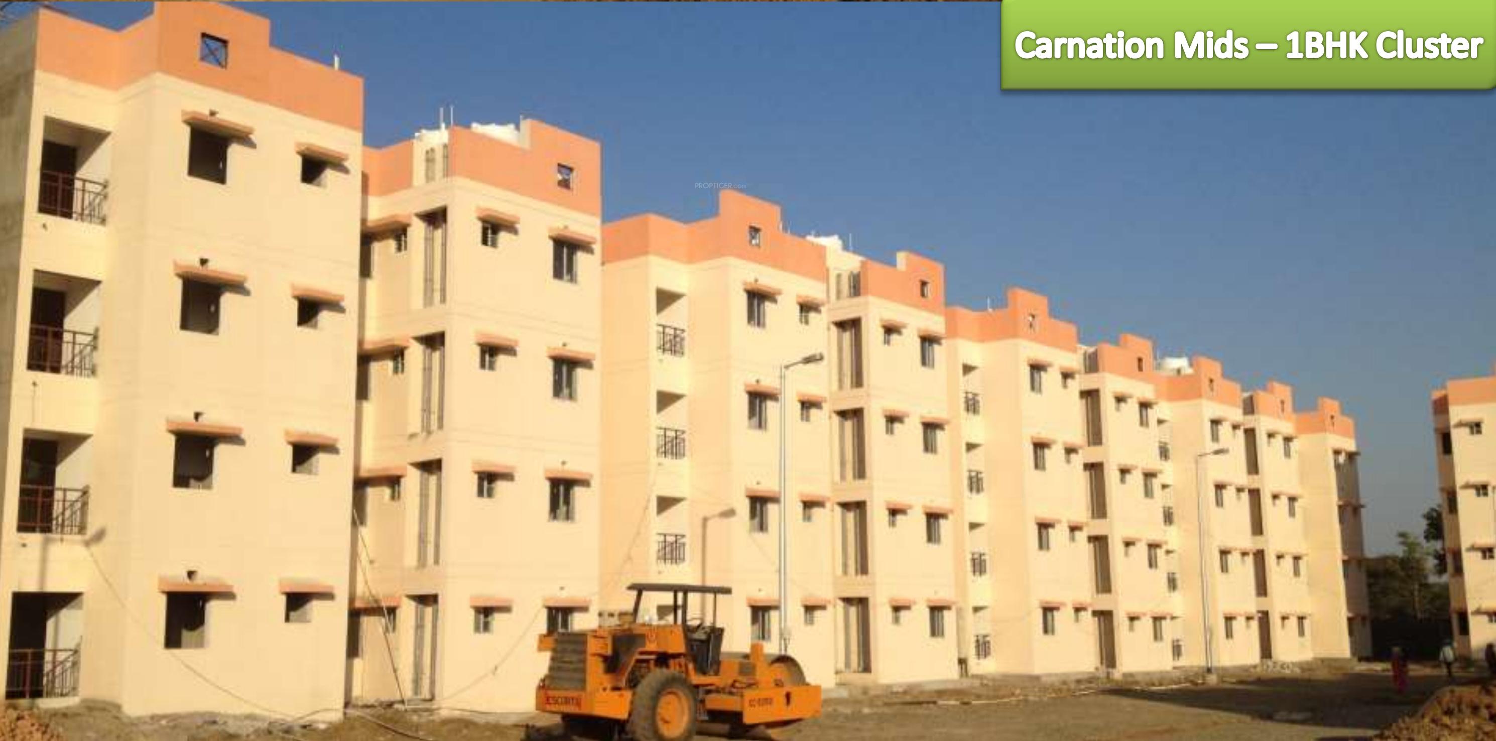 Images for Elevation of Fire Carnation Mids