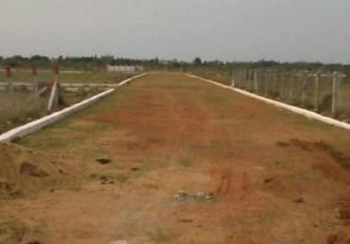 Images for Main Other of Olive Little Olive