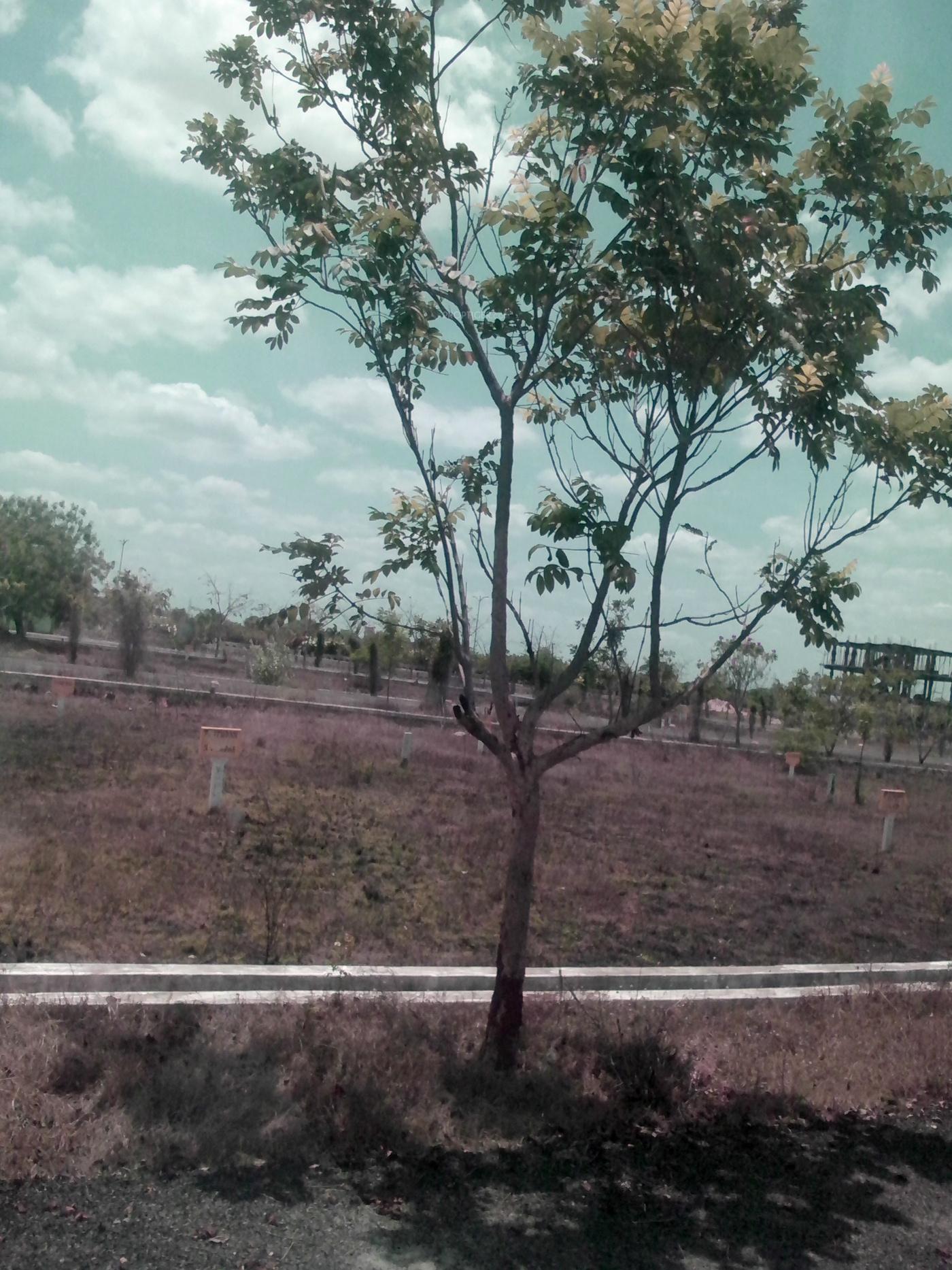 Images for Main Other of Aditya Shanmukha Garden