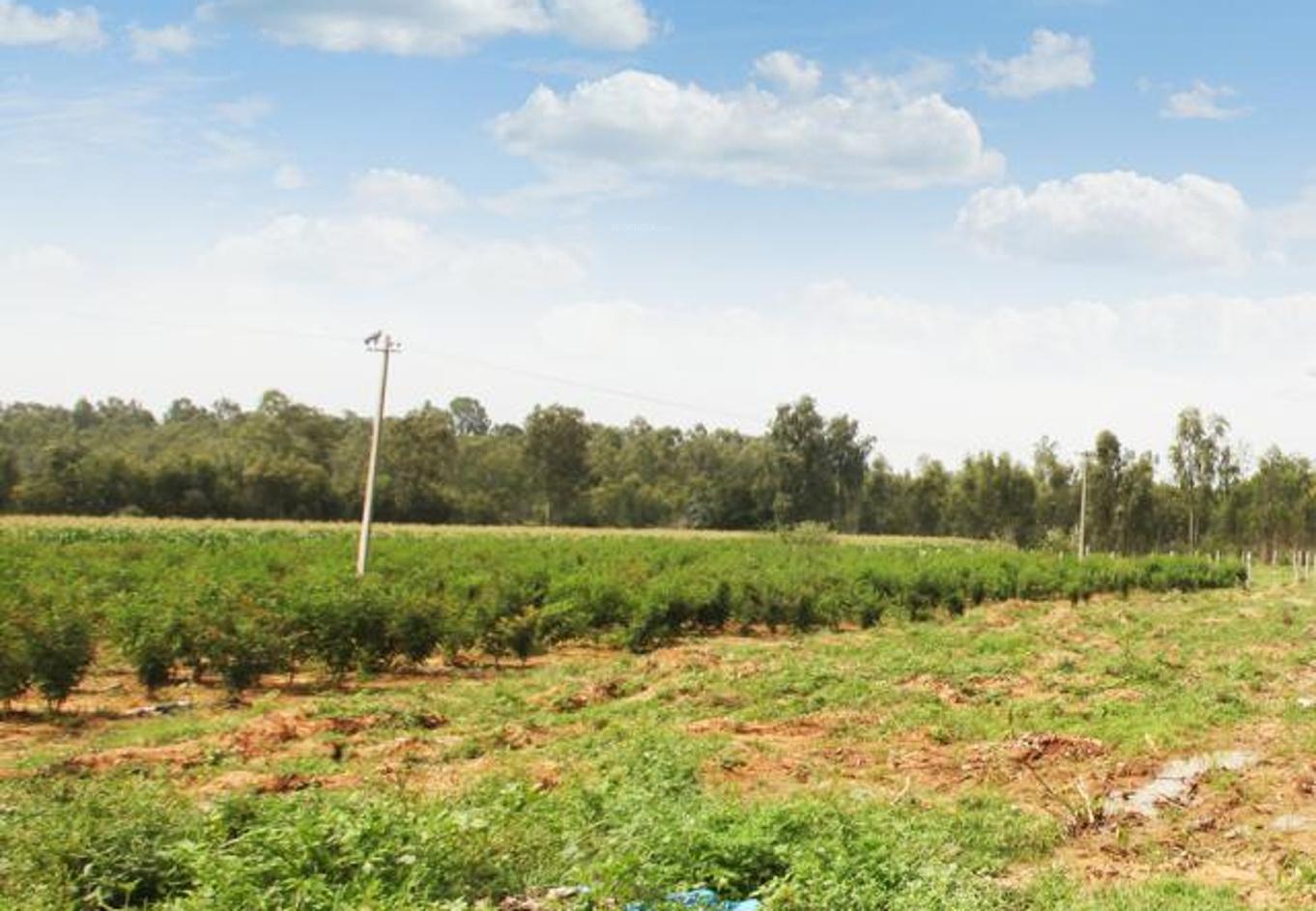 Images for Main Other of M And M Bangalore Krishna Greens Westmist