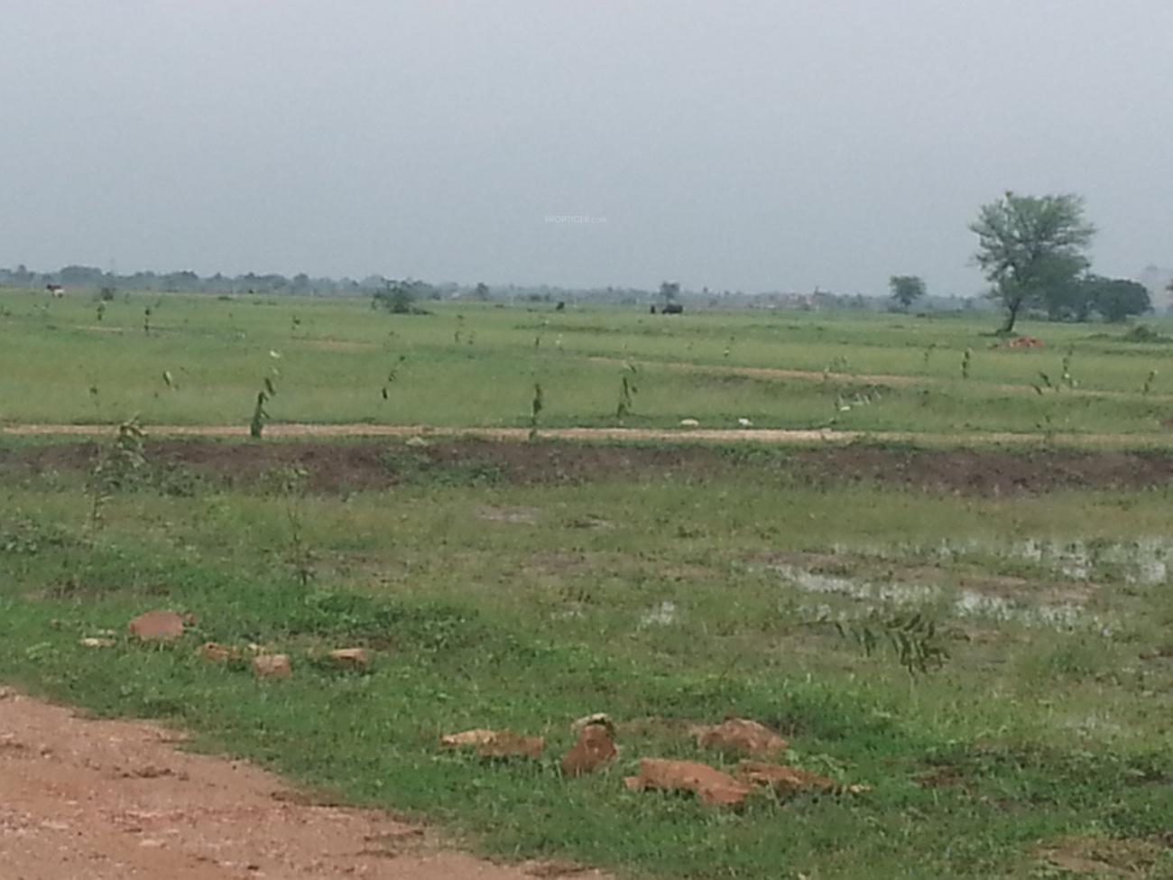 Images for Main Other of Rose Rose Garden 1