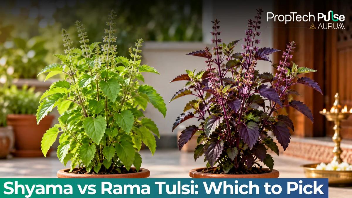 Shyama Tulsi vs Rama Tulsi: Best for Home & Health?
