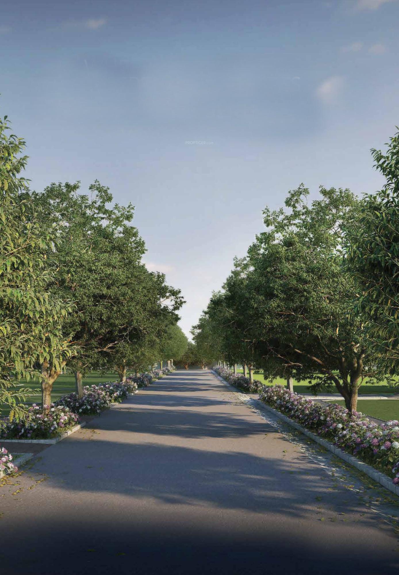 purva-hibiscus Others