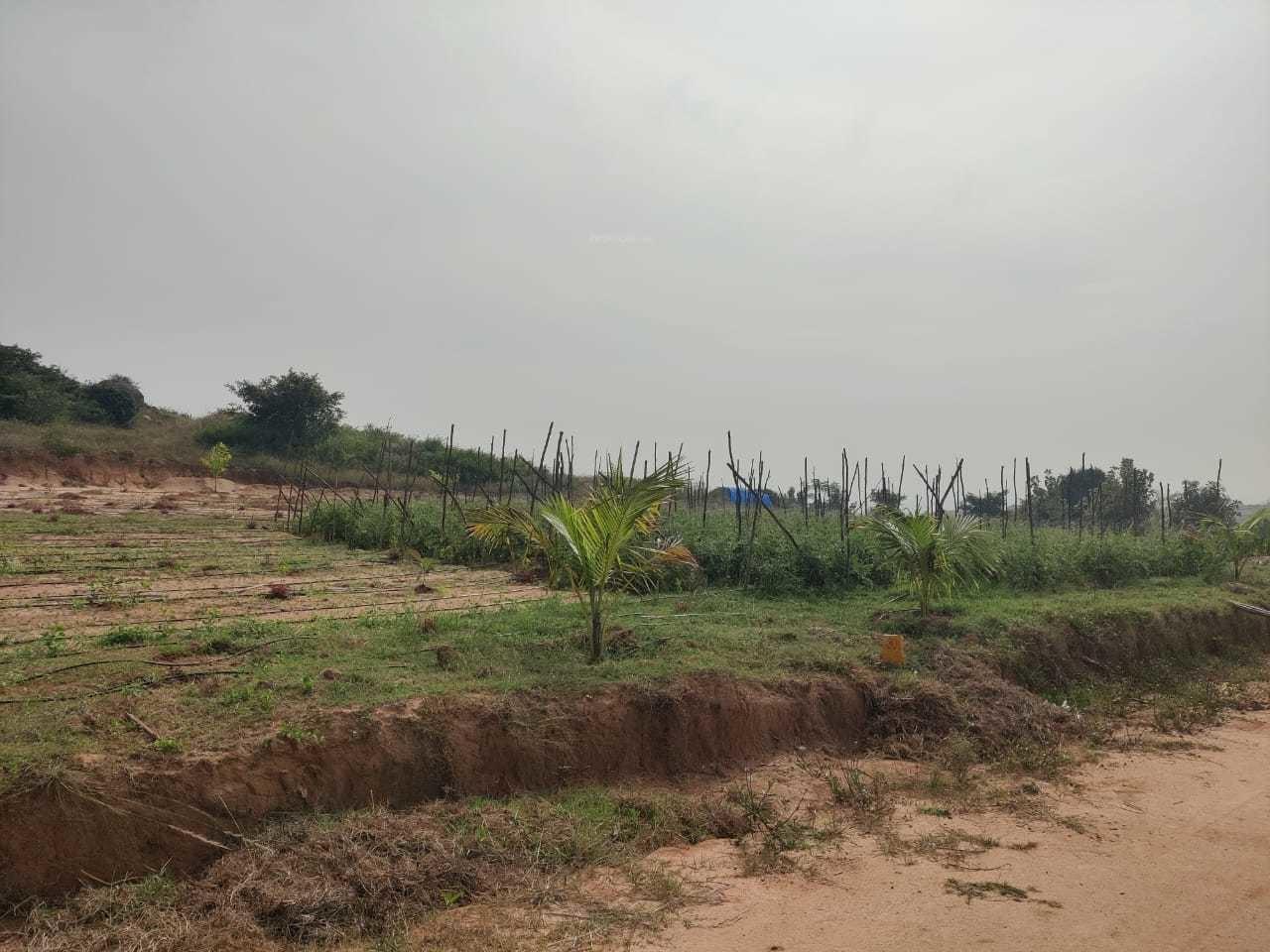 sandalwood Plot
