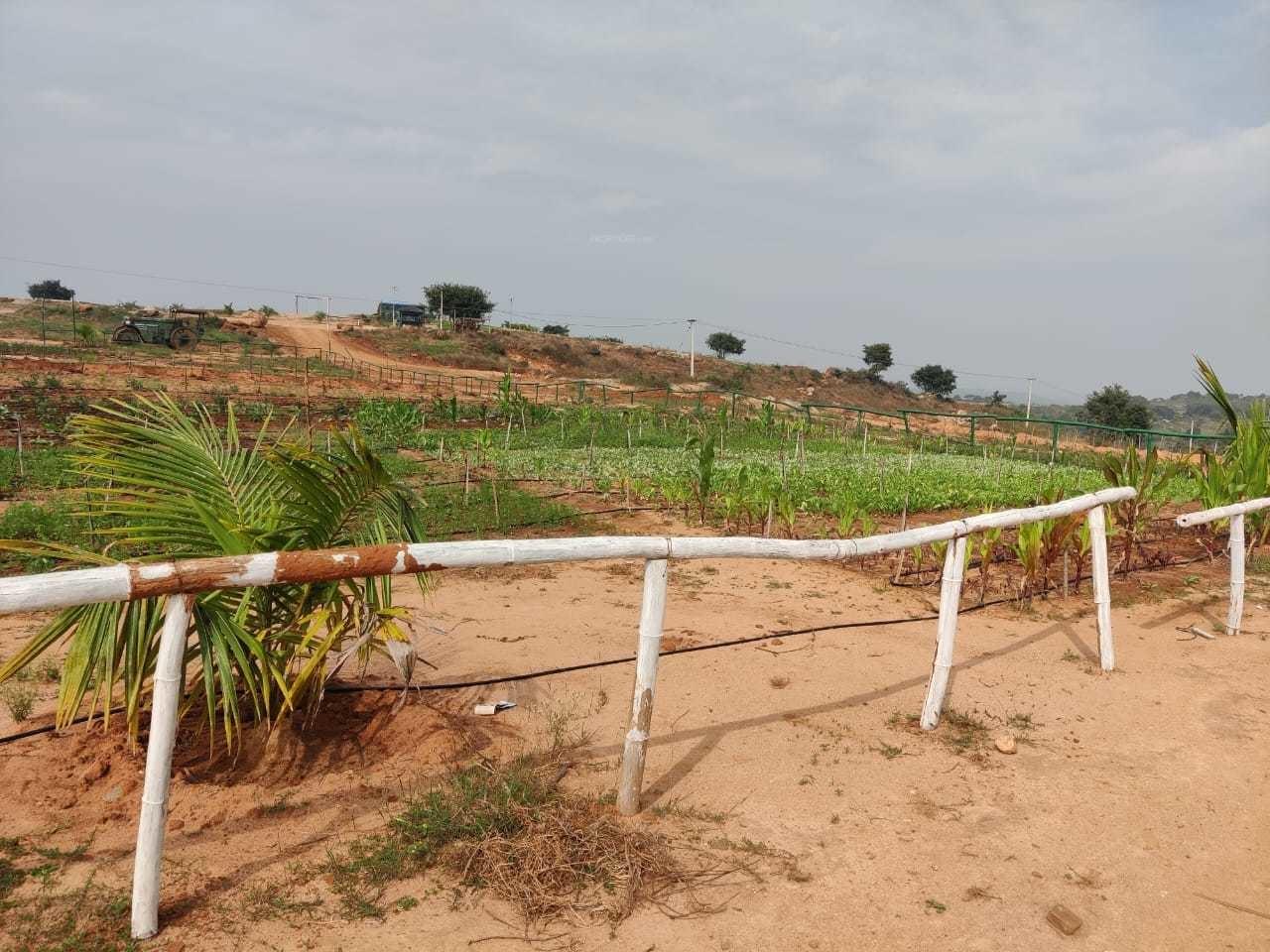 sandalwood Plot