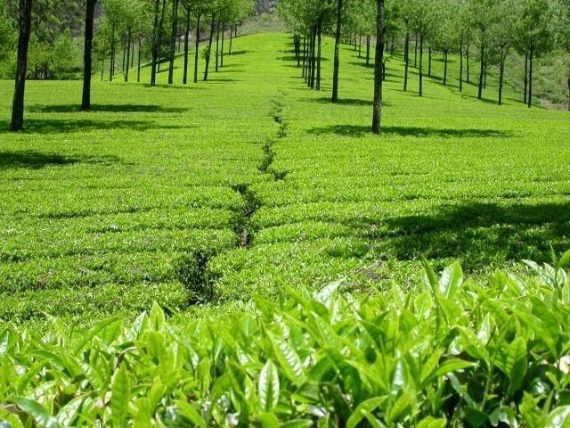 kotagiri-tea-estate Plot