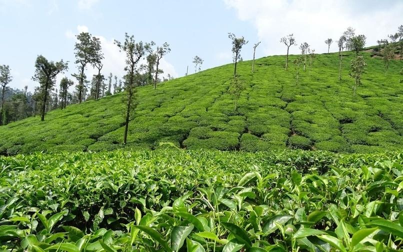 kotagiri-tea-estate Plot