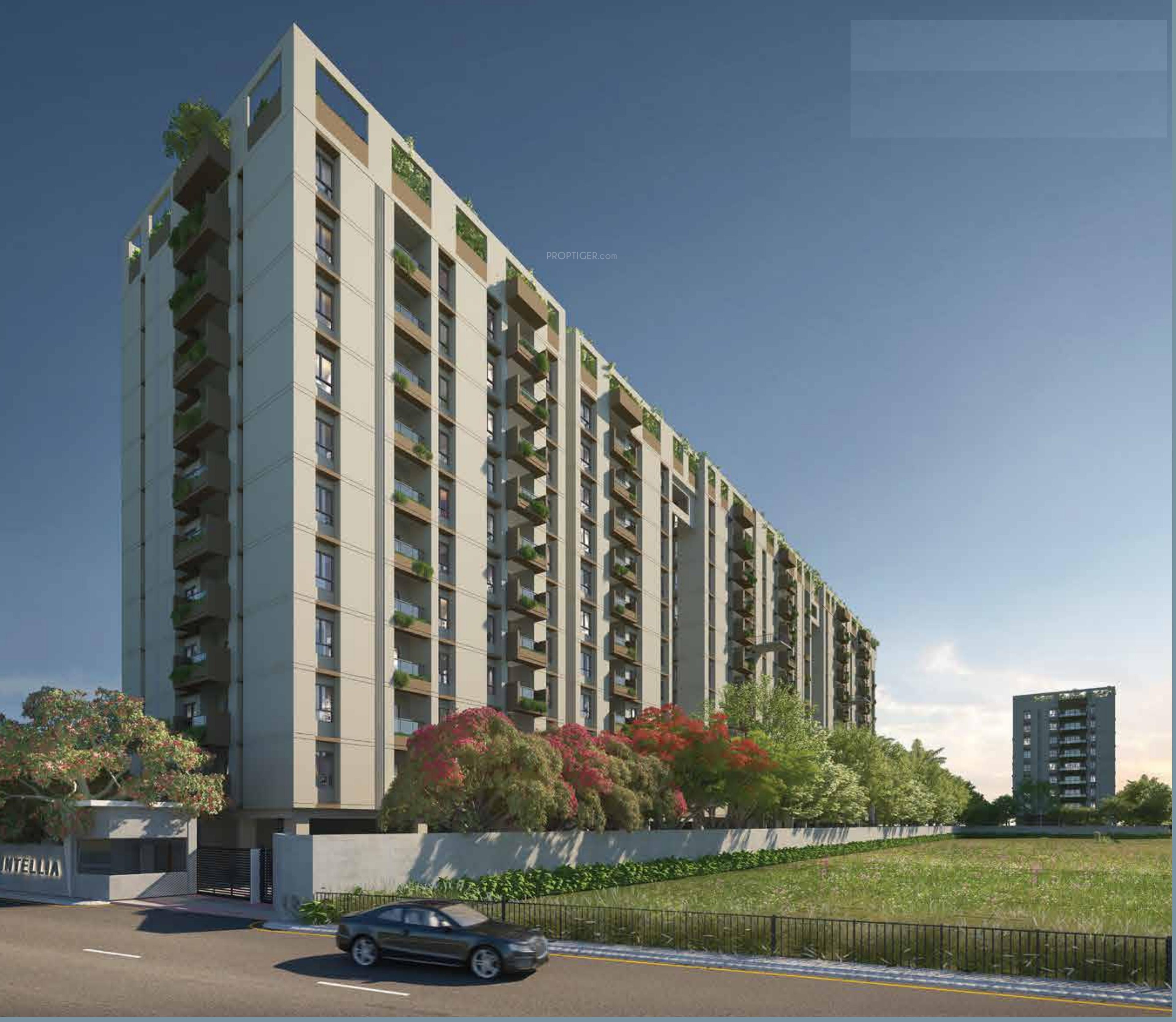 intellia Elevation