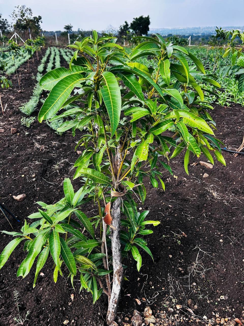 mana-polam-v Landscape Garden and Tree Planting