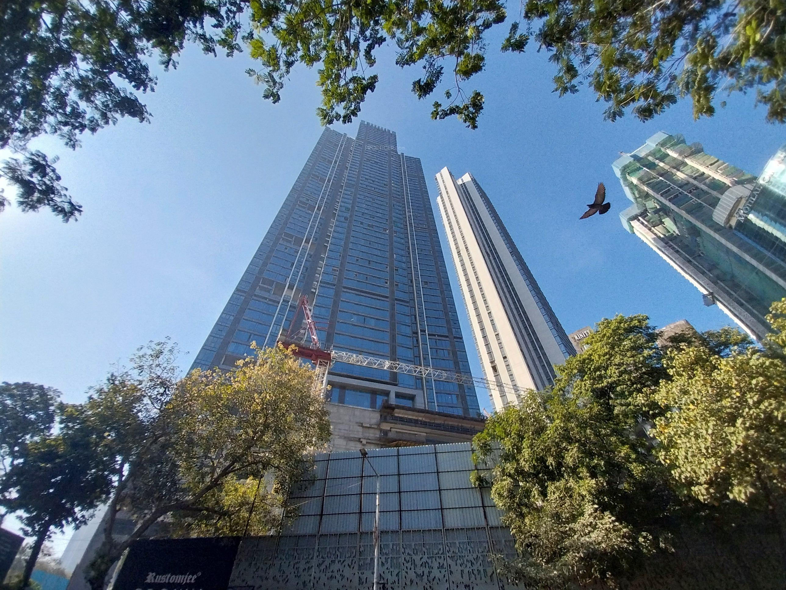 orchid-crown Elevation