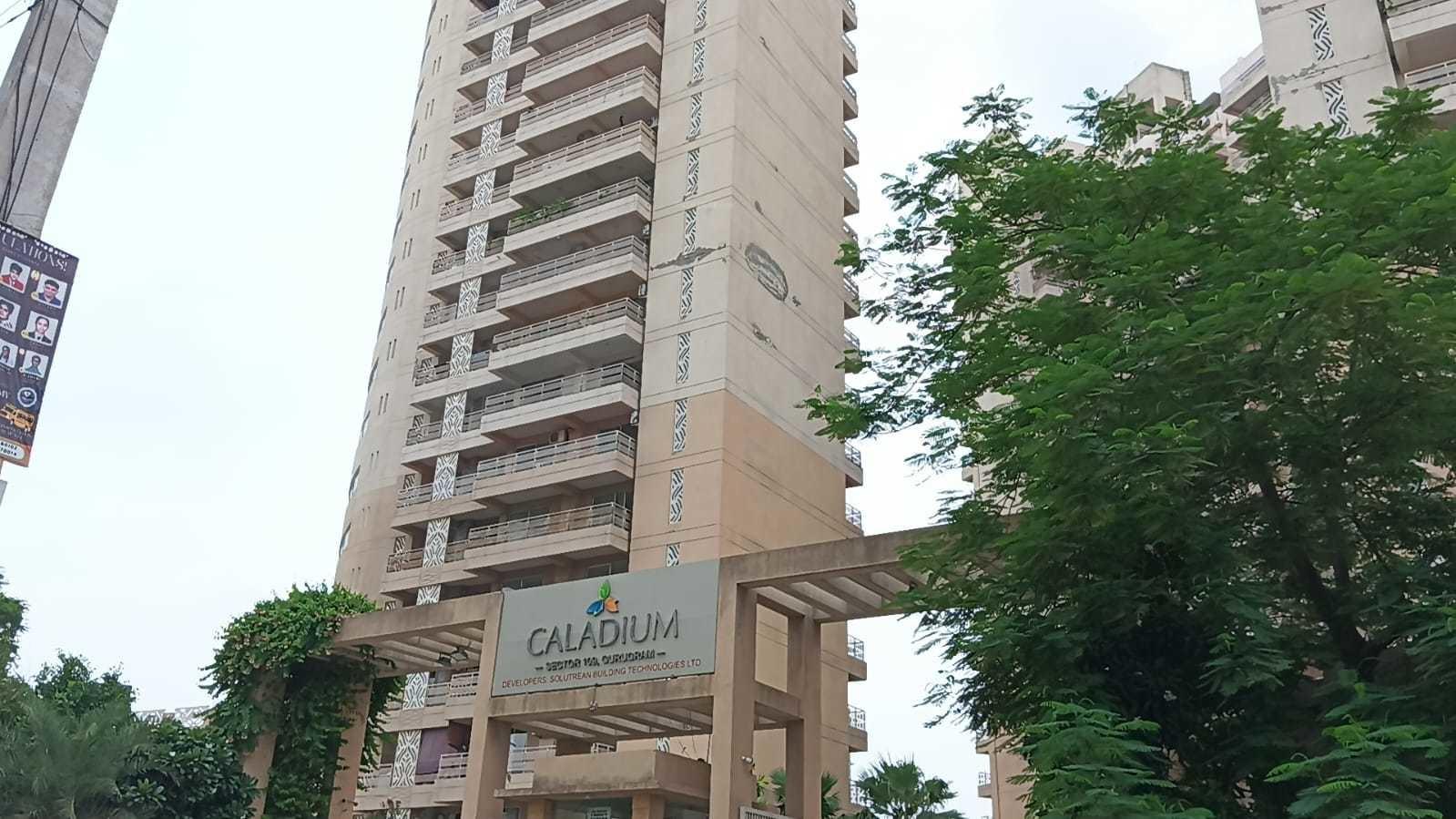 caladium Elevation