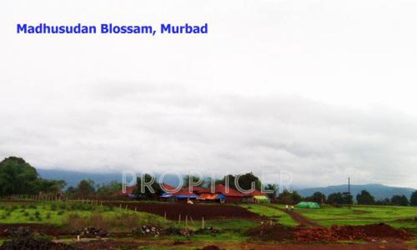 Images for Main Other of Zebra Madhusudhan Blossom