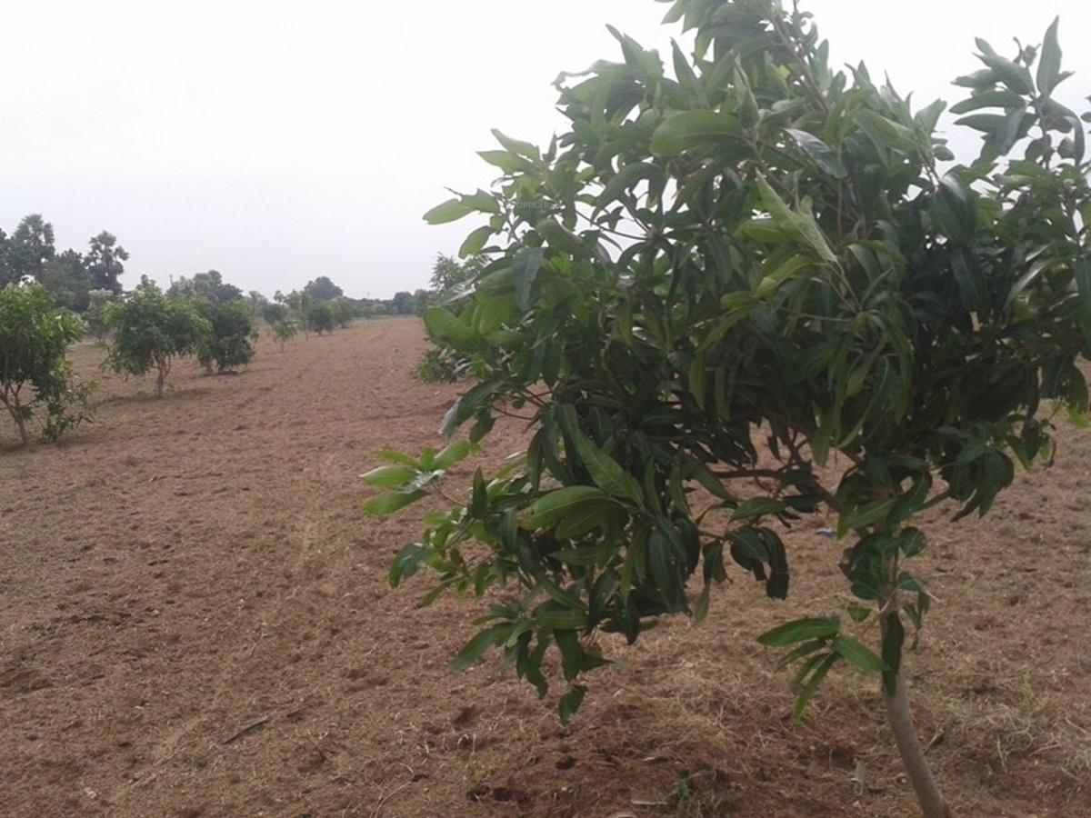 green-estates pasumai-thottam Main Other